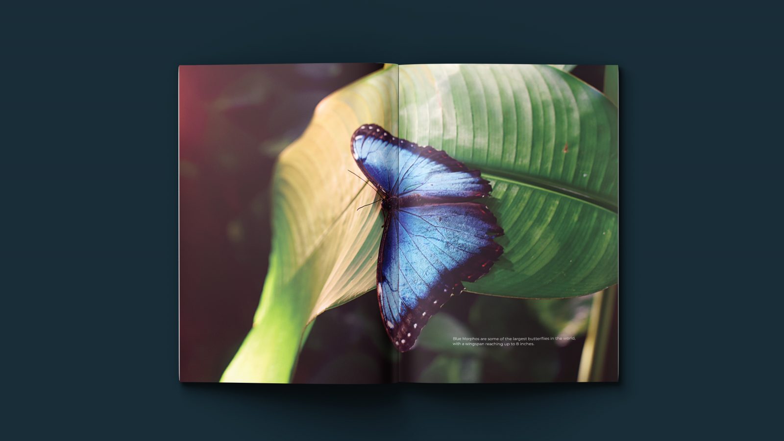 Magazine spread a blue morphos on a leaf; blue morphos are some of the largest butterflies in the world with the wingspan reaching up to 8 inches.