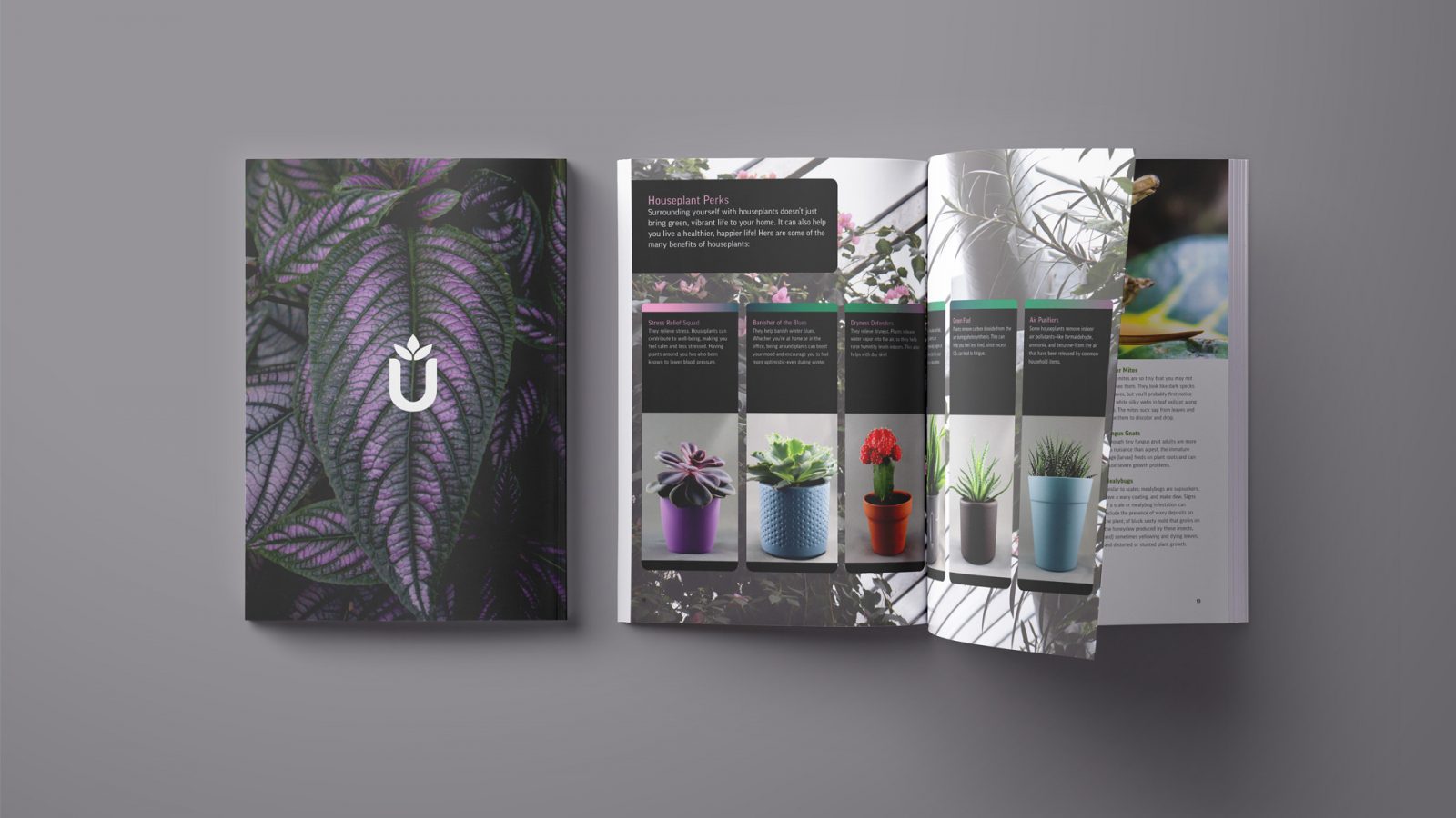 Jungle, Magazine Layout Design